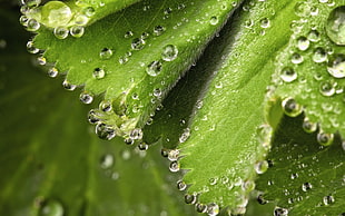 shallow focus photography of a leaf with rain drops